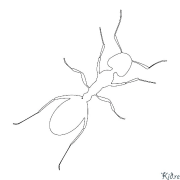 කූඹියා මුද්‍රණය කළ හැකි වර්ණ පිටු